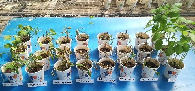 植物保护创新课题组